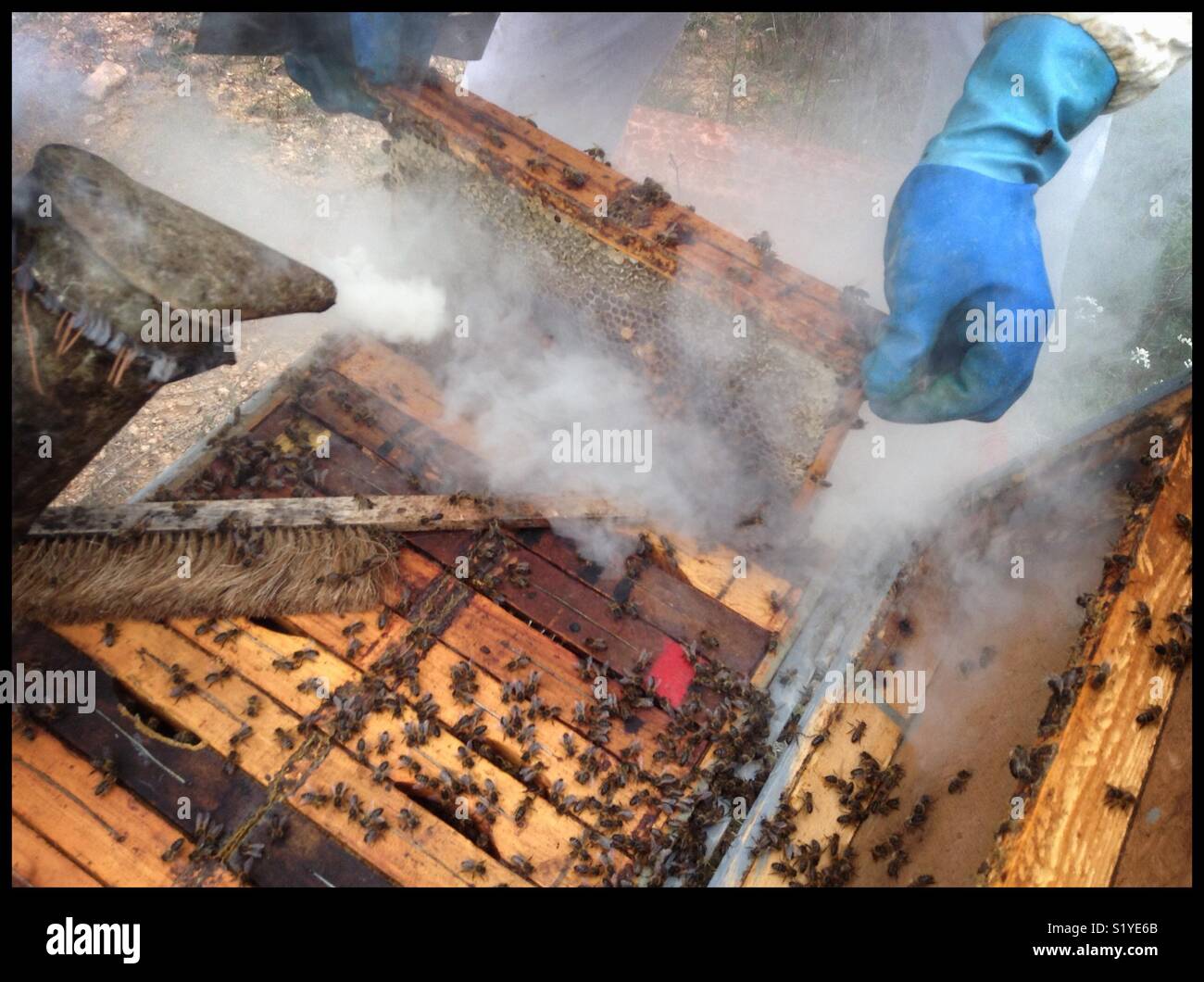 Beekeepers and honey bees on the hive, Catalonia, Spain. Stock Photo