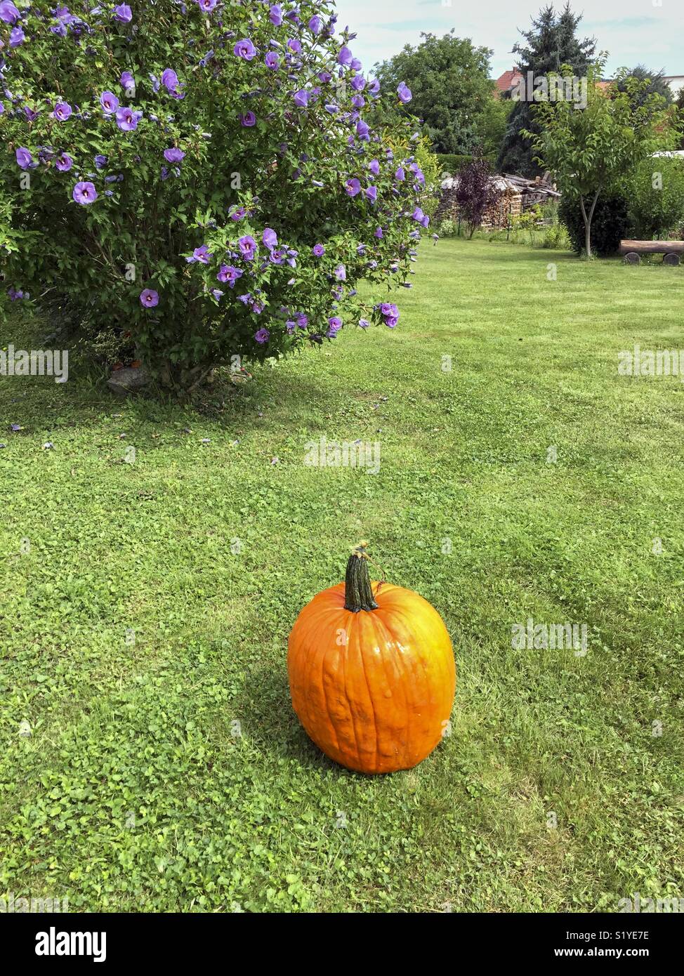 In the foreground of the first harvested pumpkin season. In the background a nice violet Hibiscus Shrub Stock Photo