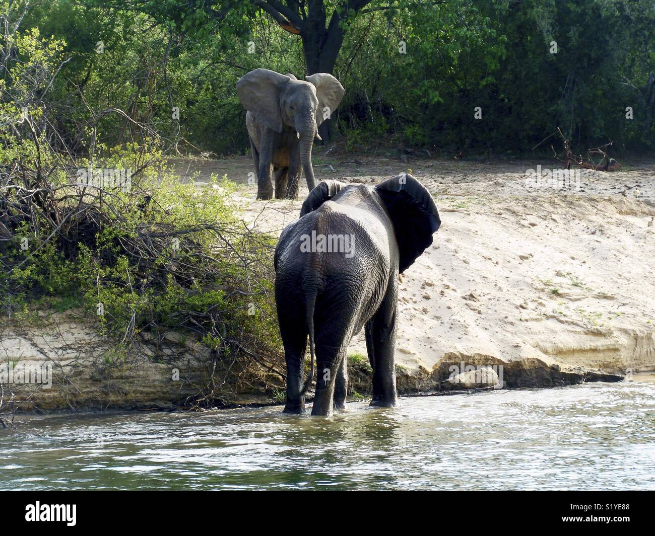 An elephant bull rises from the water and meets another elephant on the shore Stock Photo