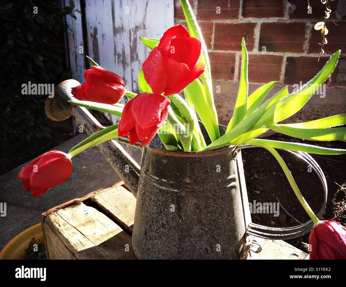 Sunny, red tulips in a vintage watering can Stock Photo Alamy