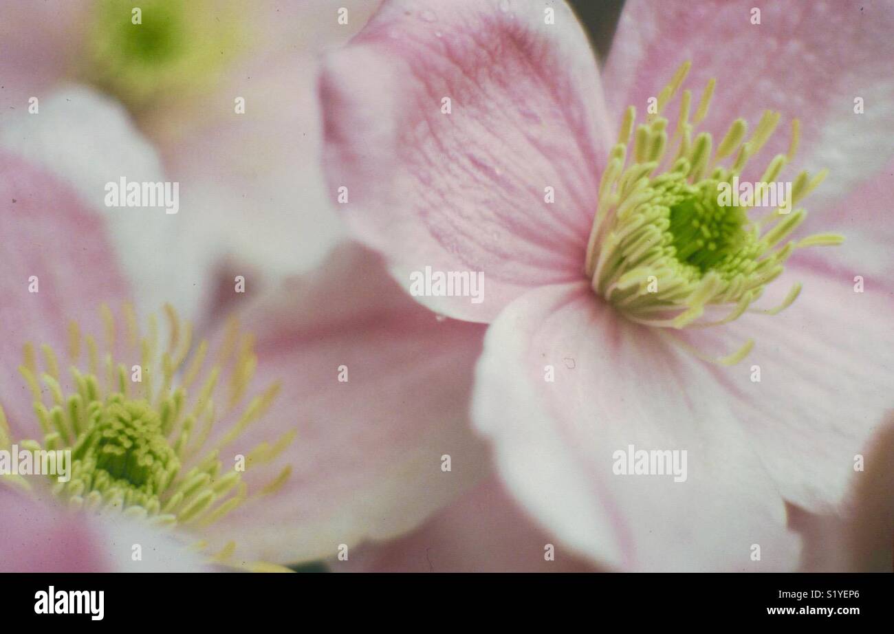 Clematis Montana Flowers Stock Photo Alamy