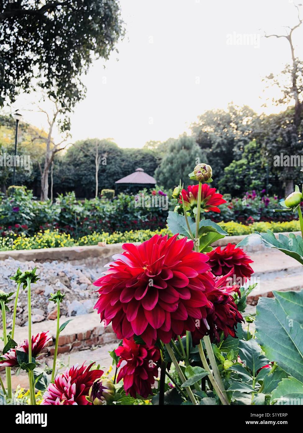 landscape of beautiful flowers garden,new delhi,india stock photo
