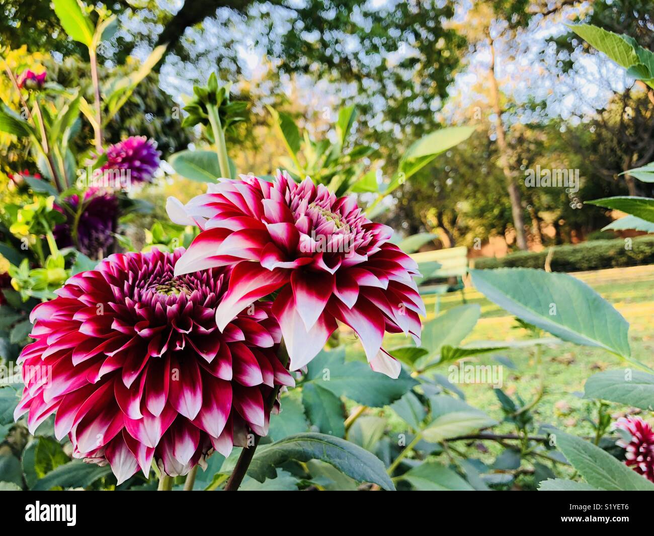 Dahlia flowers india hi-res stock photography and images - Alamy