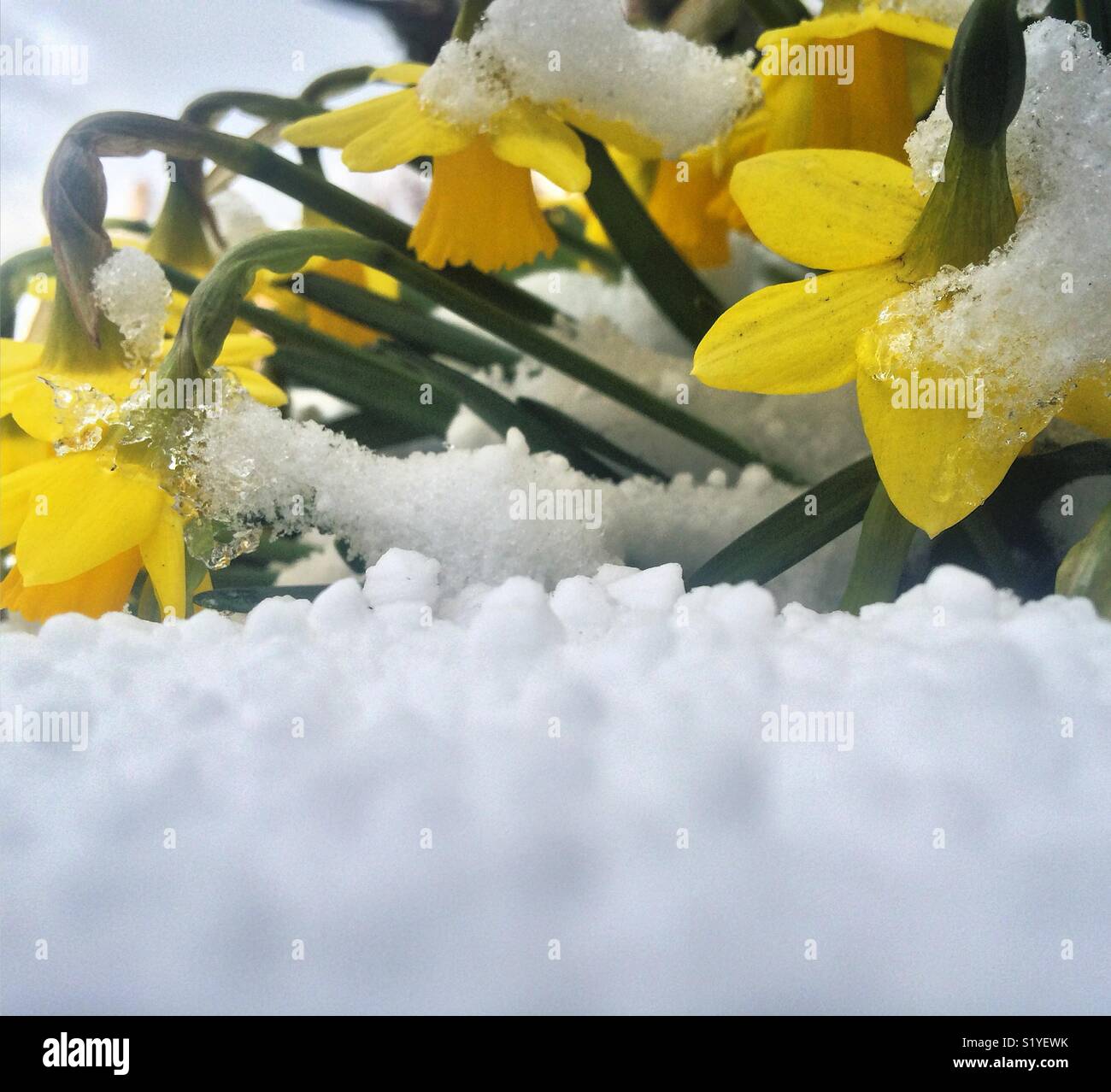 Daffodils buried in snow during storm Emma Stock Photo Alamy
