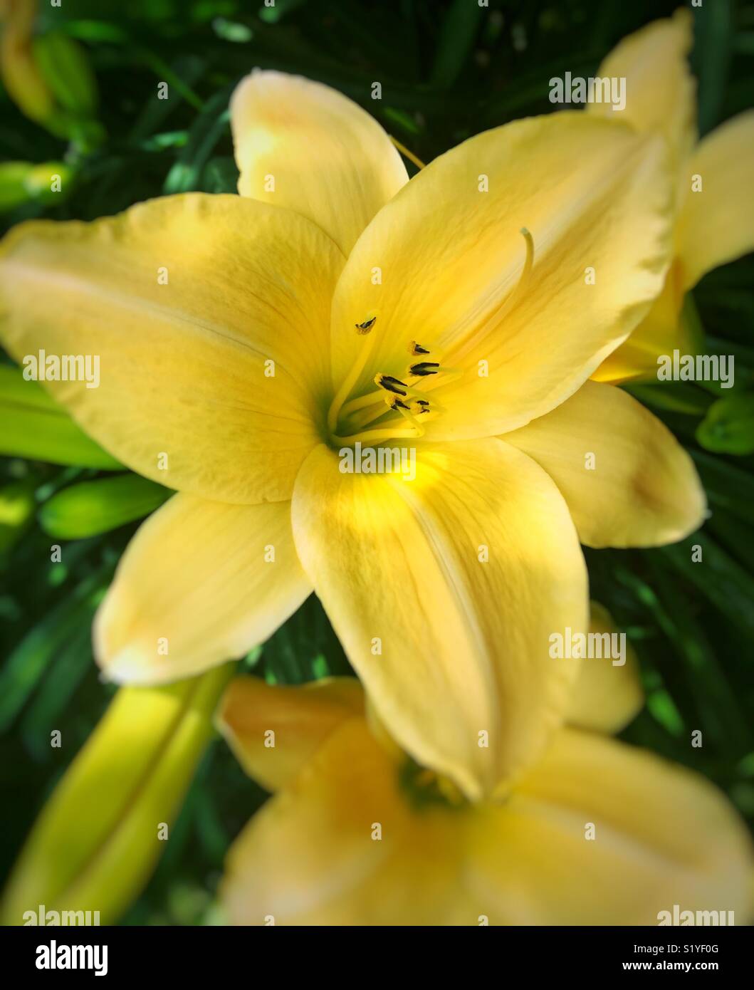 Yellow lilies in the garden Stock Photo Alamy