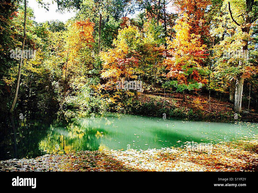 Leaves drift in a natural pool at the Crystal Bridges Museum Of American Art in Bentonville, Arkansas. - Smartphone Captured Stock Image