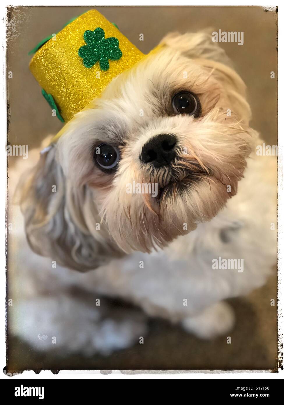 Shih Tzu wearing St. Patrick’s Day hat Stock Photo - Alamy