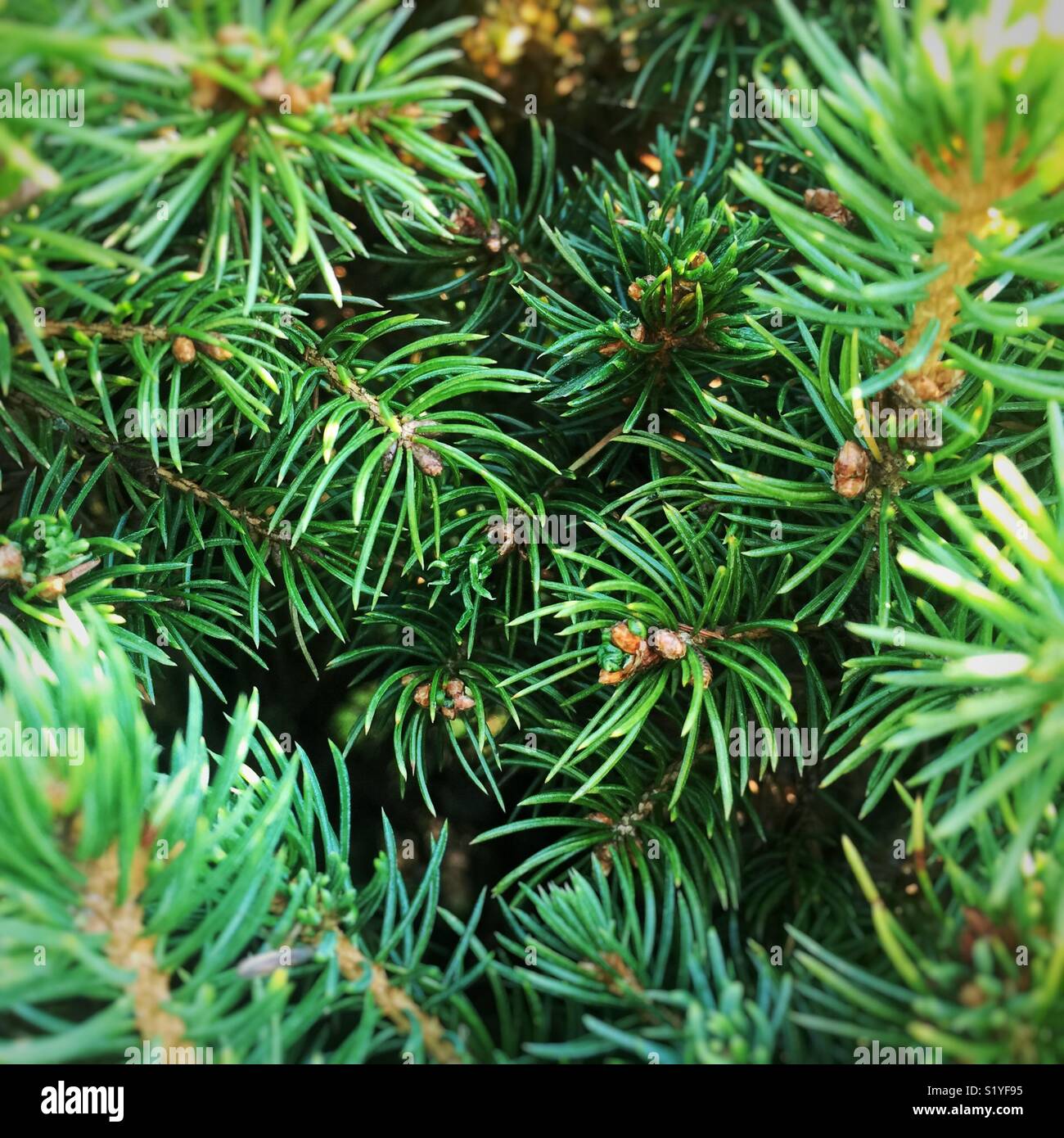 Young pine branches with fresh buds Stock Photo Alamy