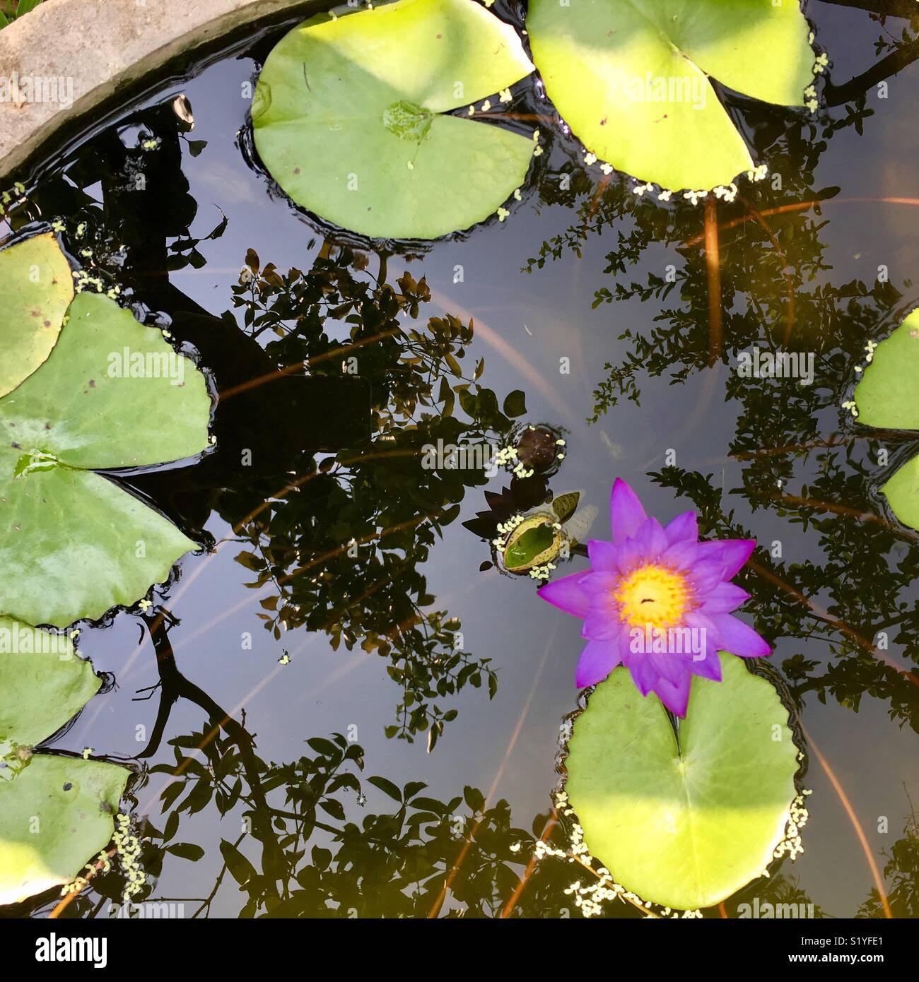 Lotus flower - Smartphone Captured Stock Image