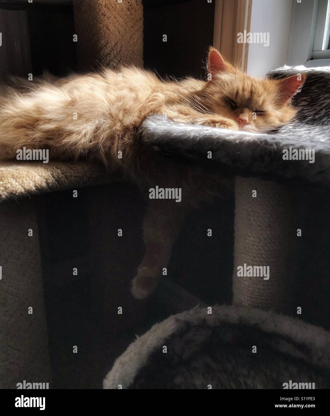Long haired orange cat sleeping across two cat trees with one leg
