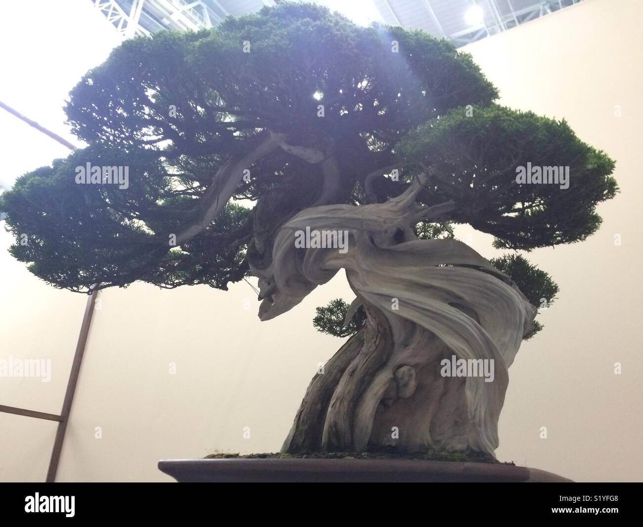 Twisted branches of hollow beautiful bonsai tree Stock Photo Alamy