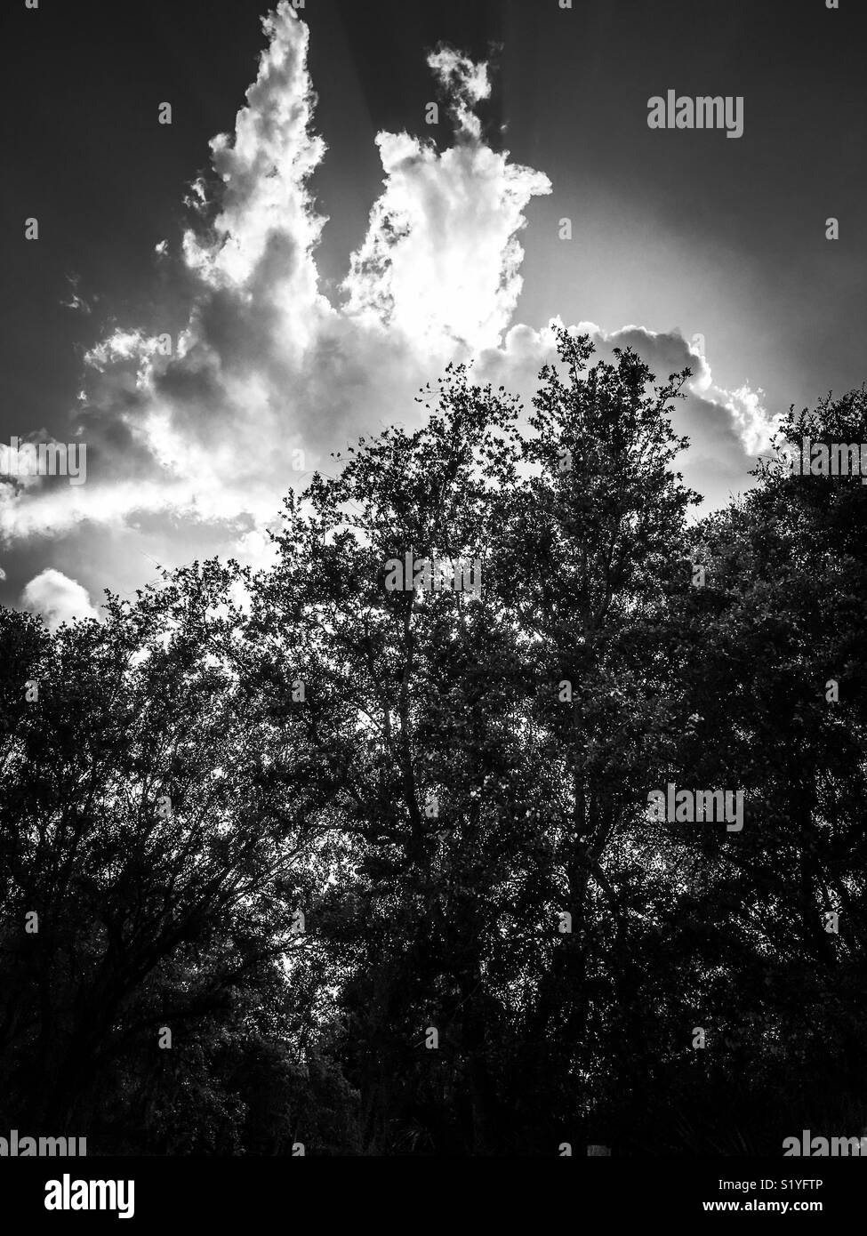 Black and white oak trees hi-res stock photography and images - Alamy