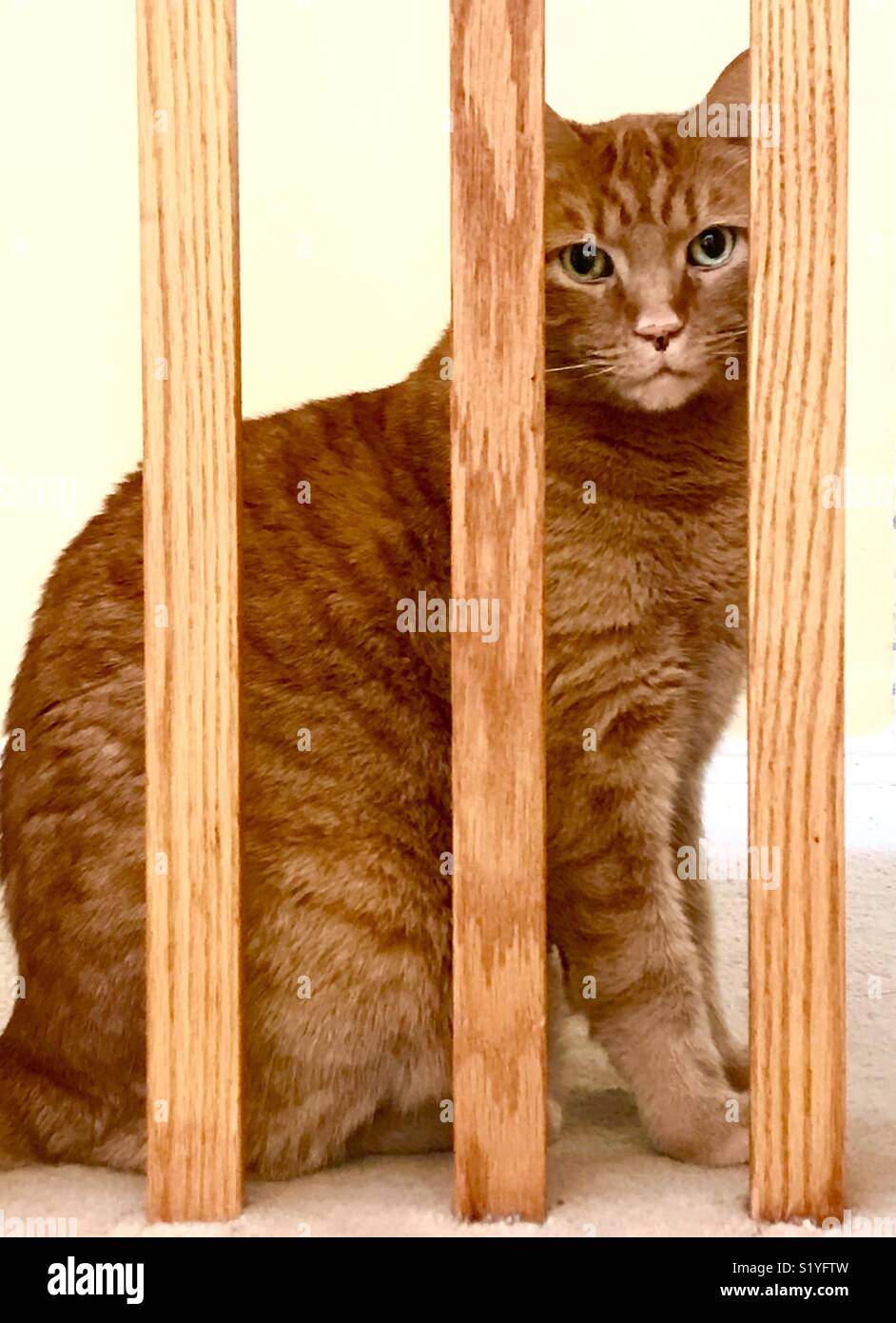 Orange tabby cat Stock Photo