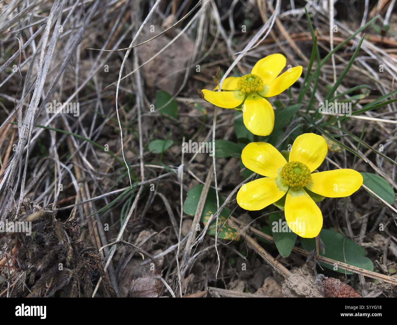 Yellow spring wildflowers hires stock photography and images Alamy