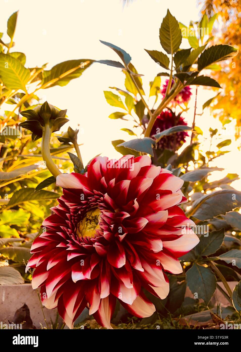 Beautiful Blooming Dahlia Flower And Buds At The Garden In New