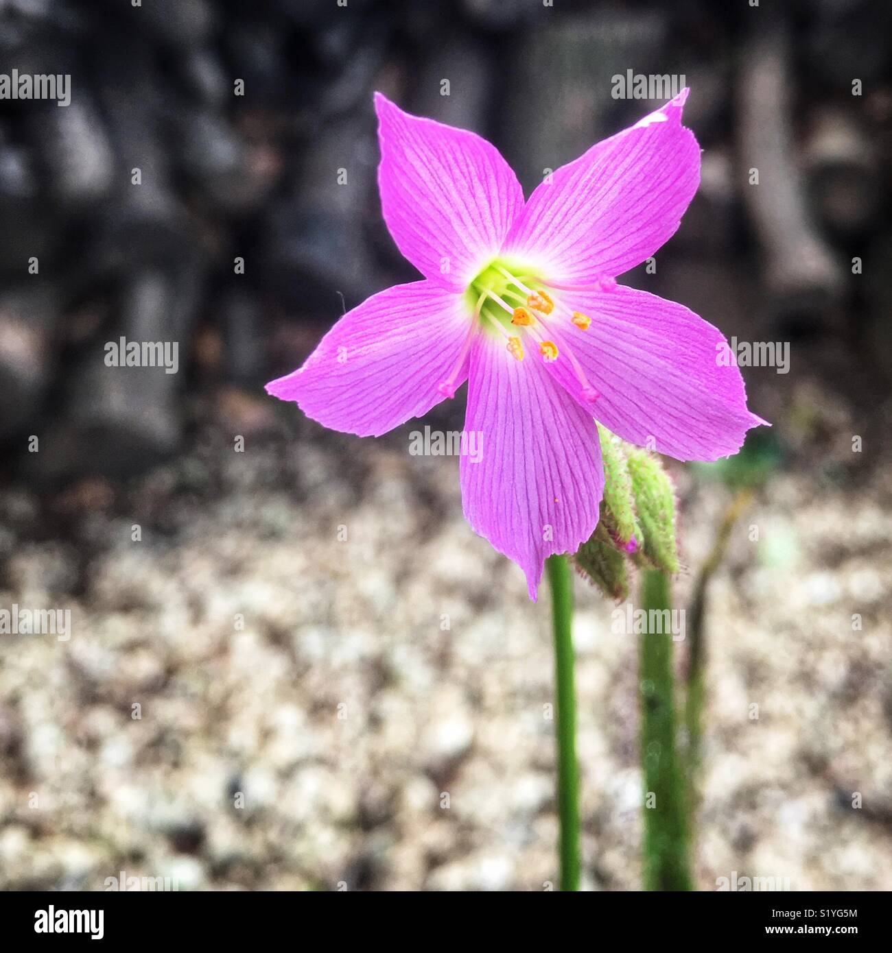 Drosera Regia - King Sundew flower Stock Photo