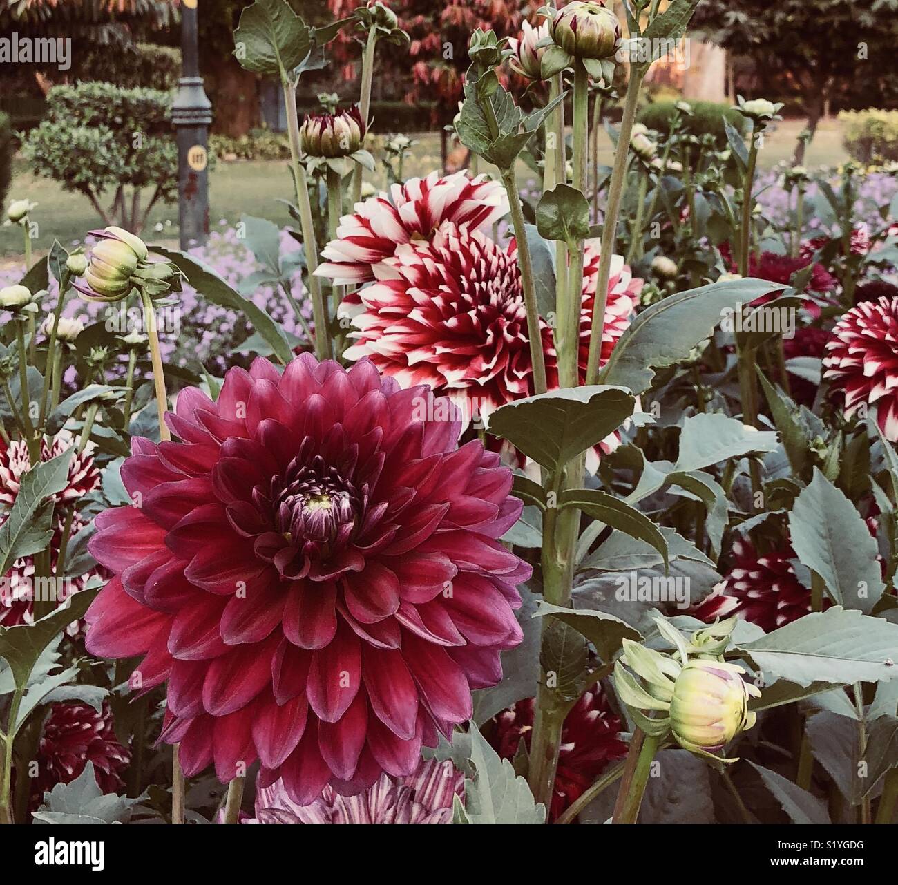 Blooming flowers india hi-res stock photography and images - Alamy