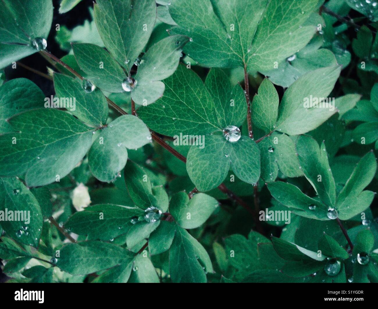 Drops of dew on the green leaves of a plant Stock Photo - Alamy