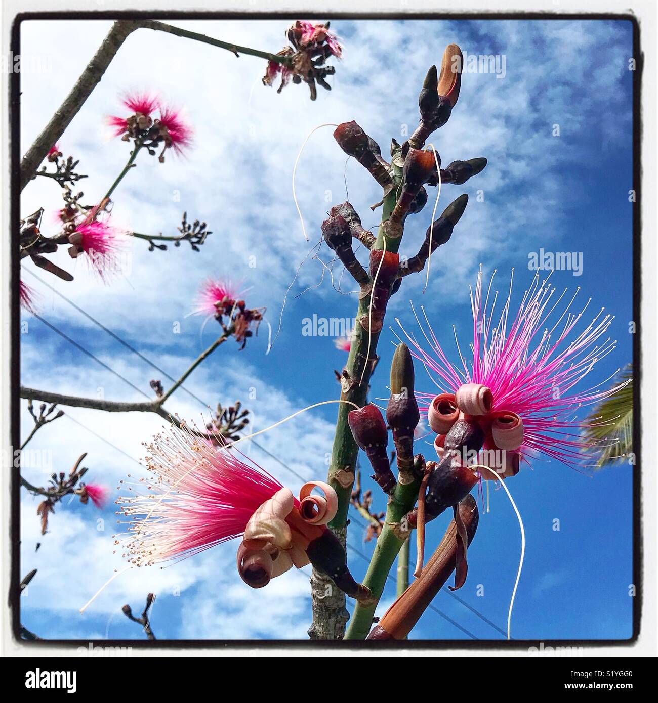 Beautiful pink flowers from the Pseudobombax ellipticum, aka the shaving brush tree, bloom overhead announcing the arrival of spring in Ajijic, Mexico. Stock Photo