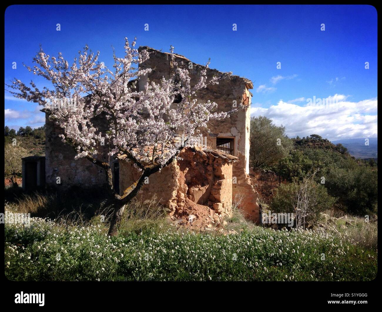 Abandoned building and an almond tree in blossom, Catalonia, Spain. Stock Photo