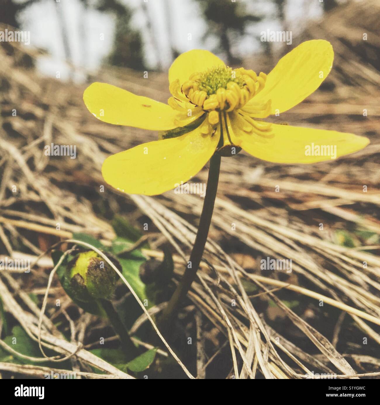 Close up shot of a small yellow spring wild flower in a forest. Stock Photo