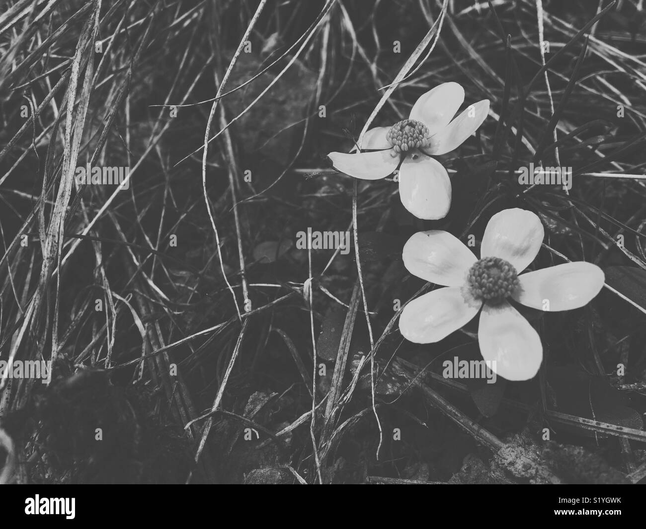 Two delicate Buttercups growing on the forest floor on an early Spring day. In black and white. Stock Photo