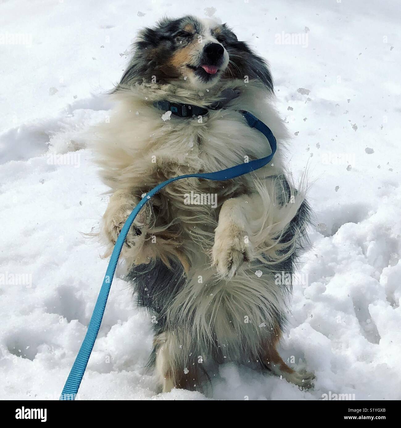 Our Sheltie enjoying the last of the snow Stock Photo