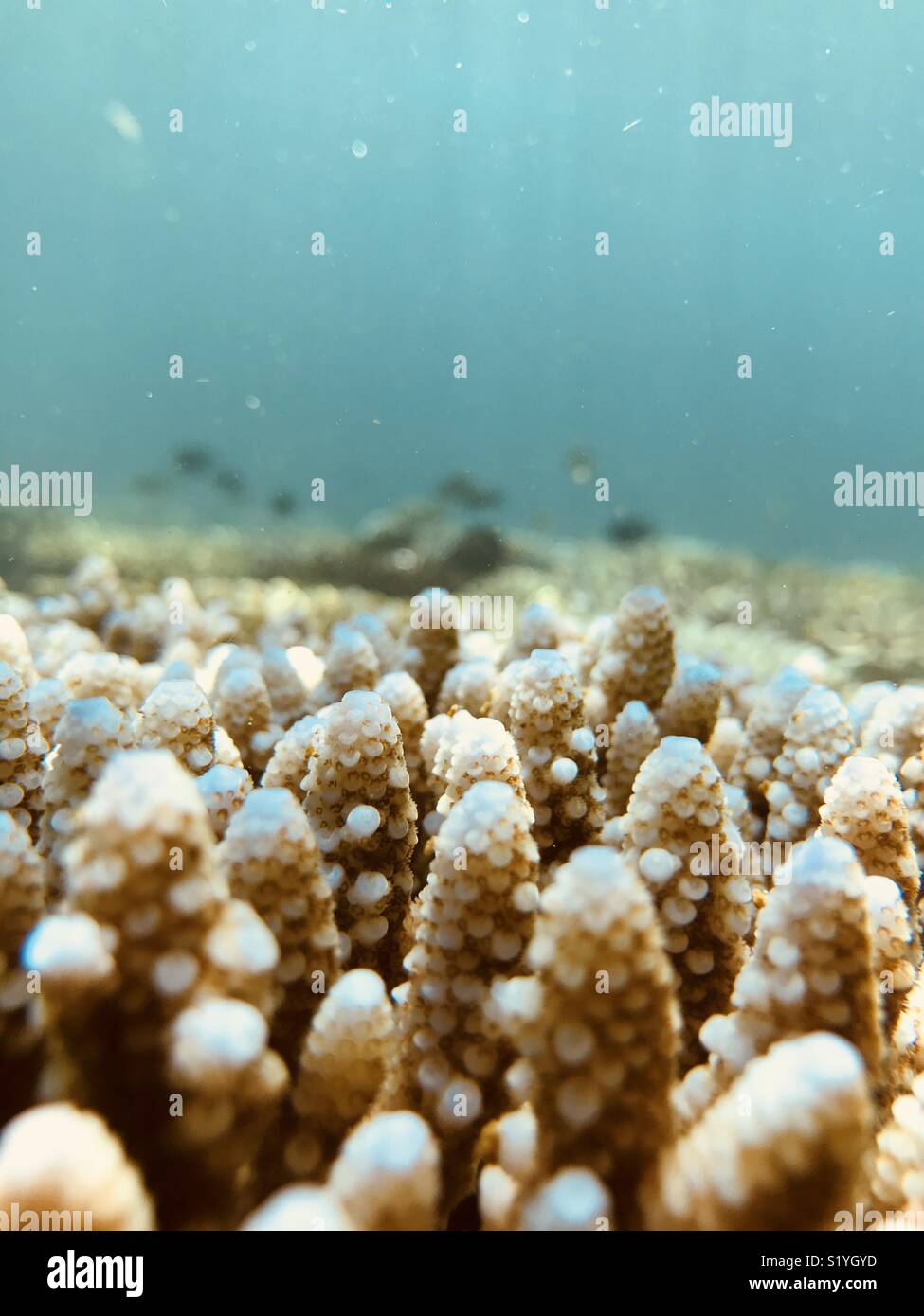 Underwater photo of the coral reef off Tavarua island. Tavarua, Fiji. - Smartphone Captured Stock Image