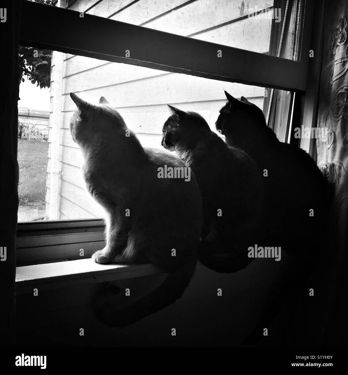 Black and white of three cats sitting on a window sill Stock Photo Alamy