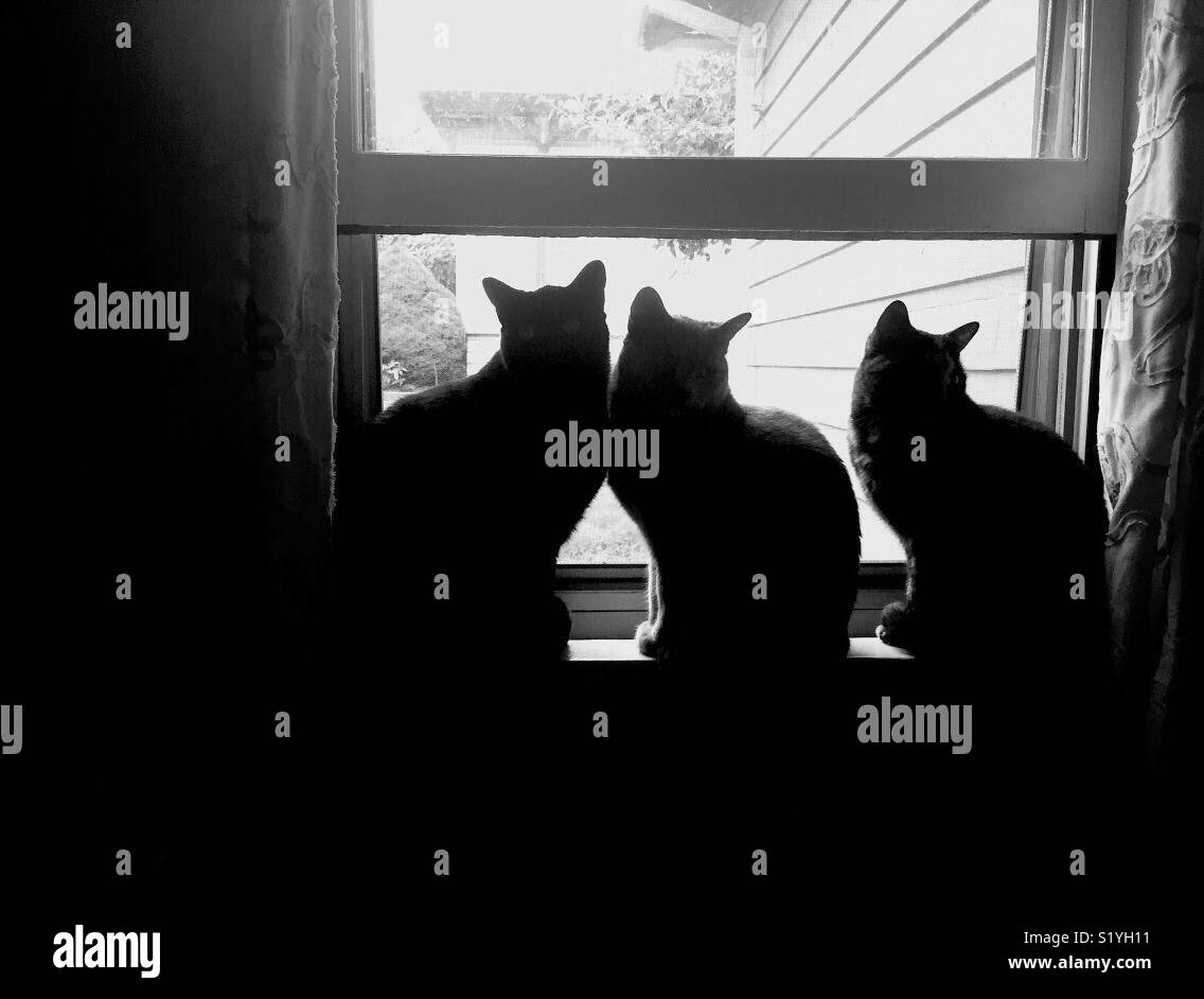 Silhouette of three cats sitting in a window. Stock Photo