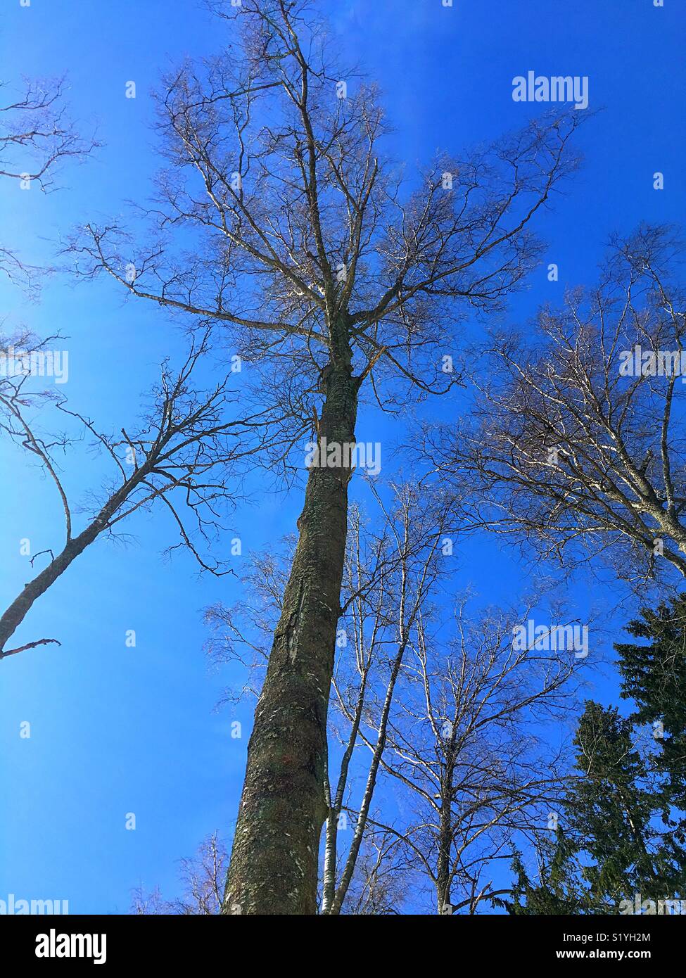 high tree without leaves us background with blue sky - Smartphone Captured Stock Image