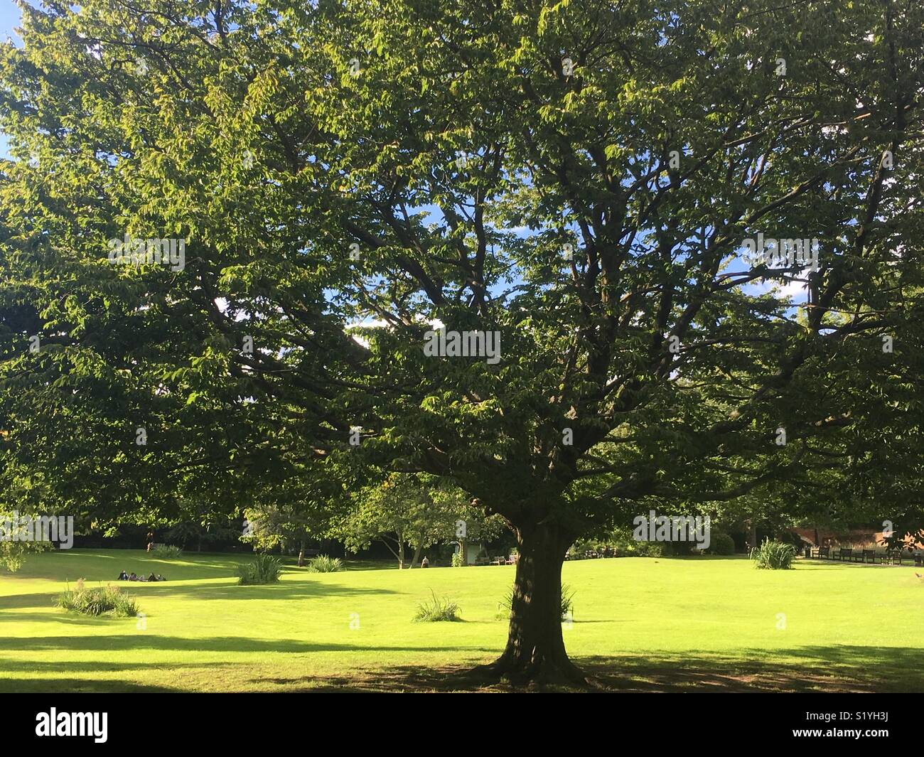 Sunny day in Waterlow Park London Stock Photo