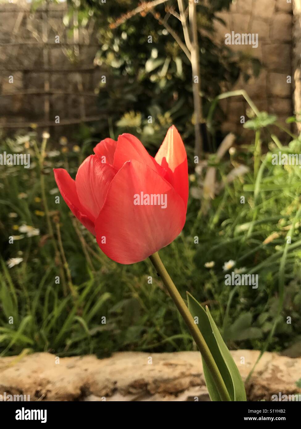 Tulipe Rouge High Resolution Stock Photography And Images Alamy