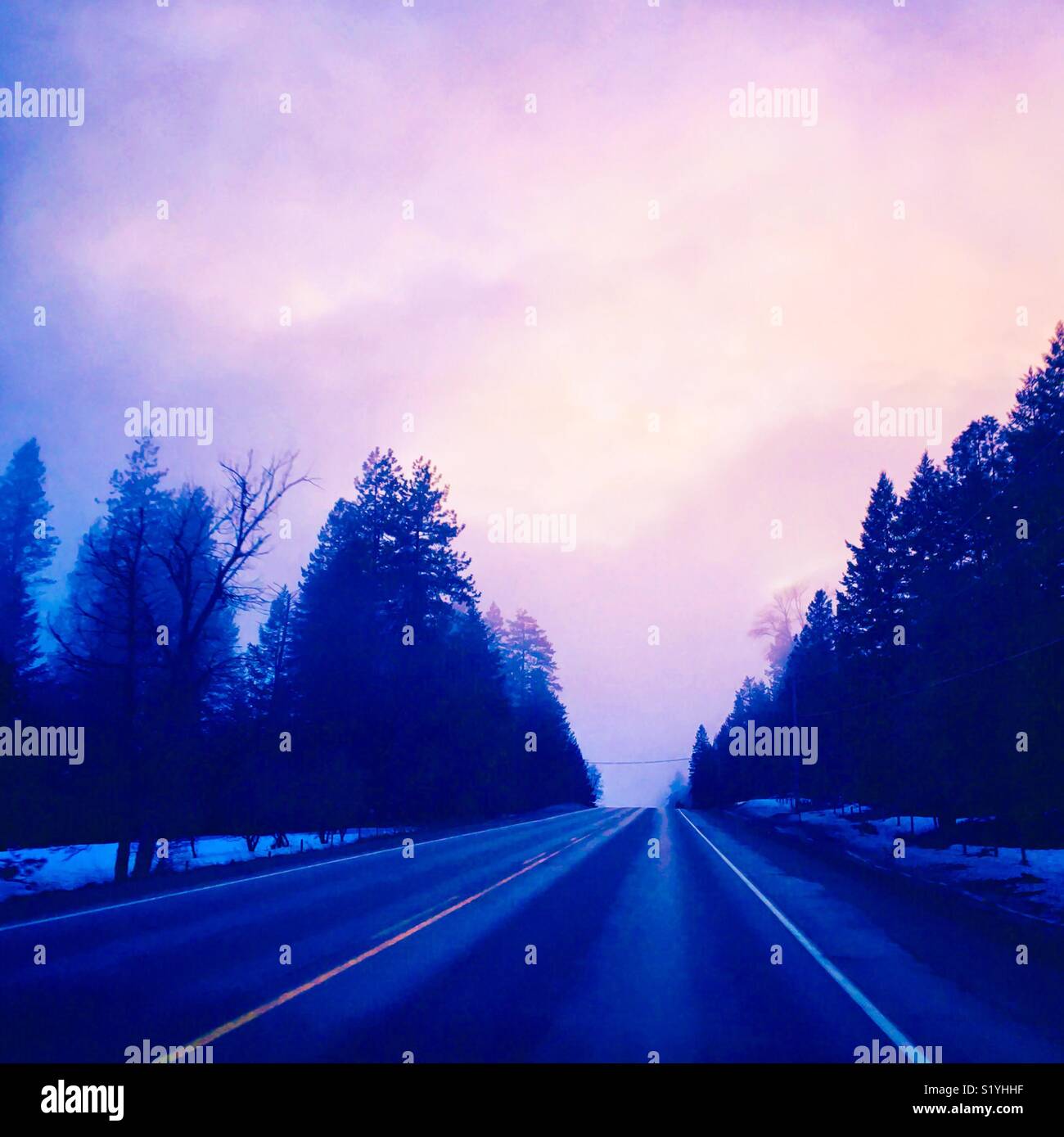 An empty tree lined highway leads away into the distance on a foggy winter day. Purple hues. Square crop. Room for copy. - Smartphone Captured Stock Image