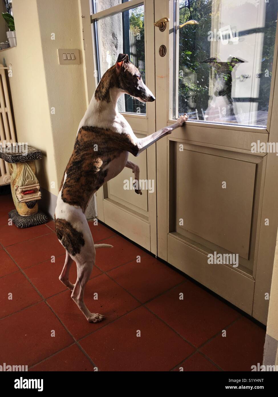 Dog Stock Photo