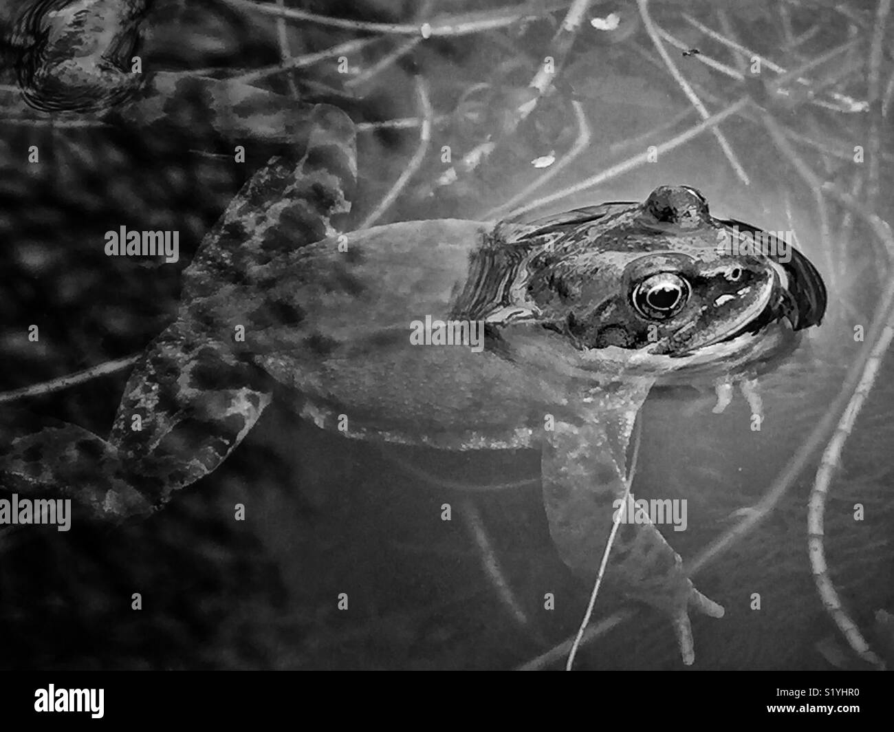 A frog in the pond - Smartphone Captured Stock Image
