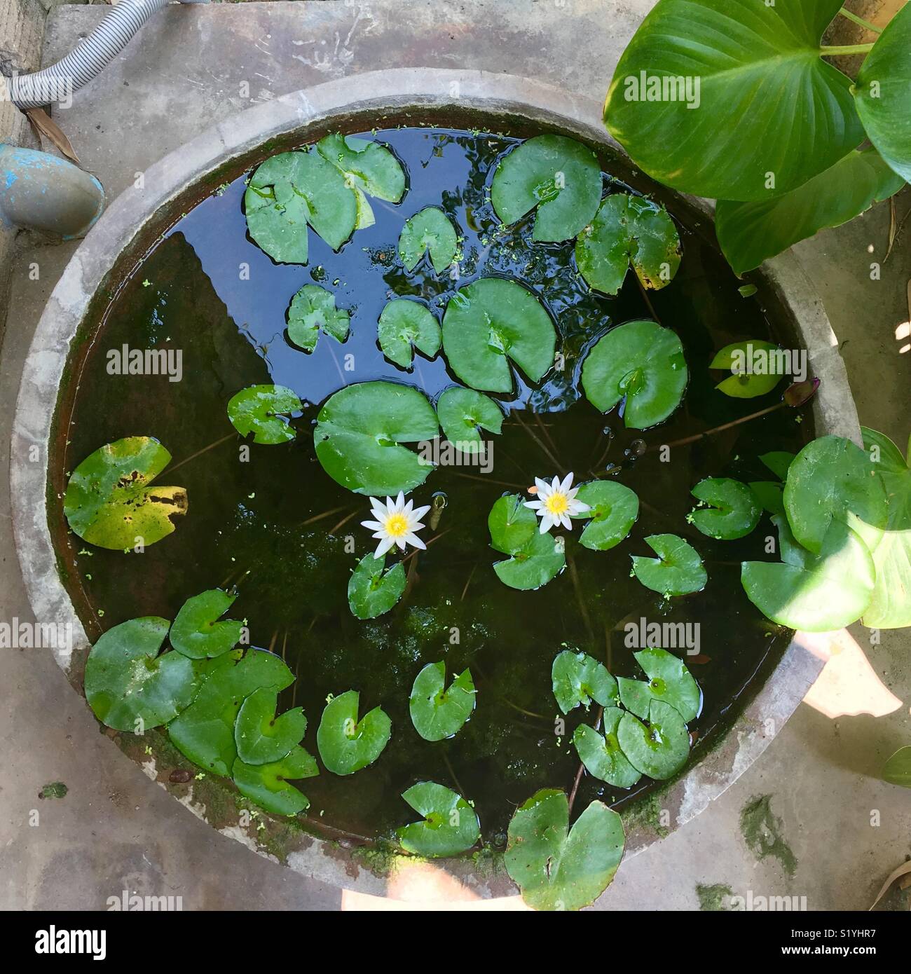 Lily flowers - Smartphone Captured Stock Image