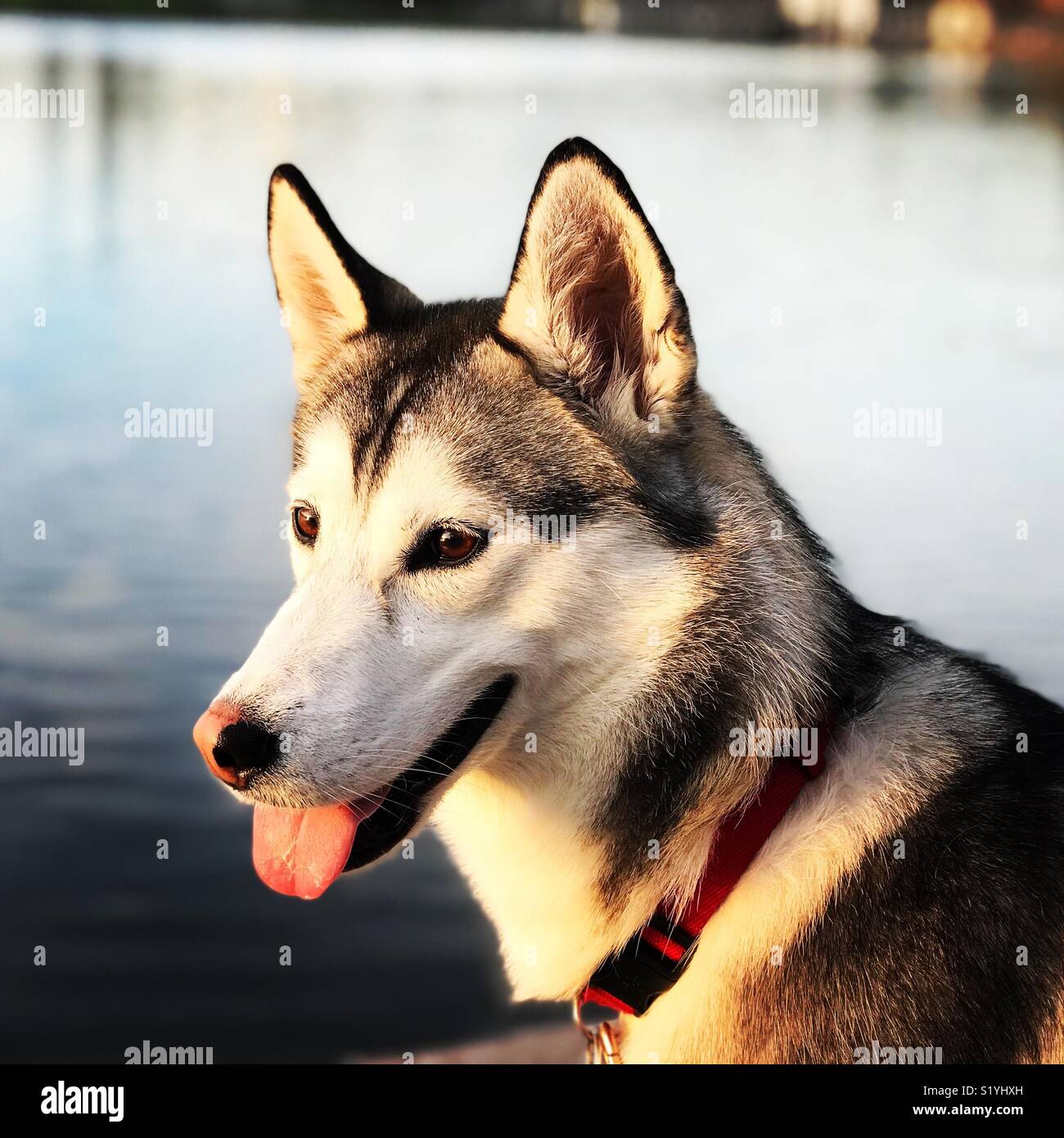Lively Husky Dog Side View Greeting Card for Sale by NorseTech