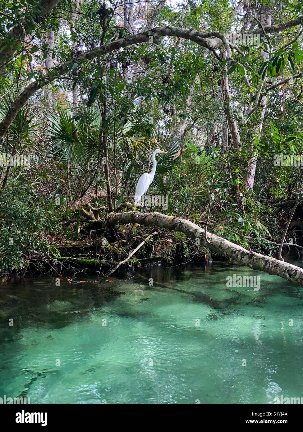 Bird on the Weeki Wachee Springs in Florida - Smartphone Captured Stock Image Bird on the Weeki Wachee Springs in Florida - Smartphone Captured Stock Image