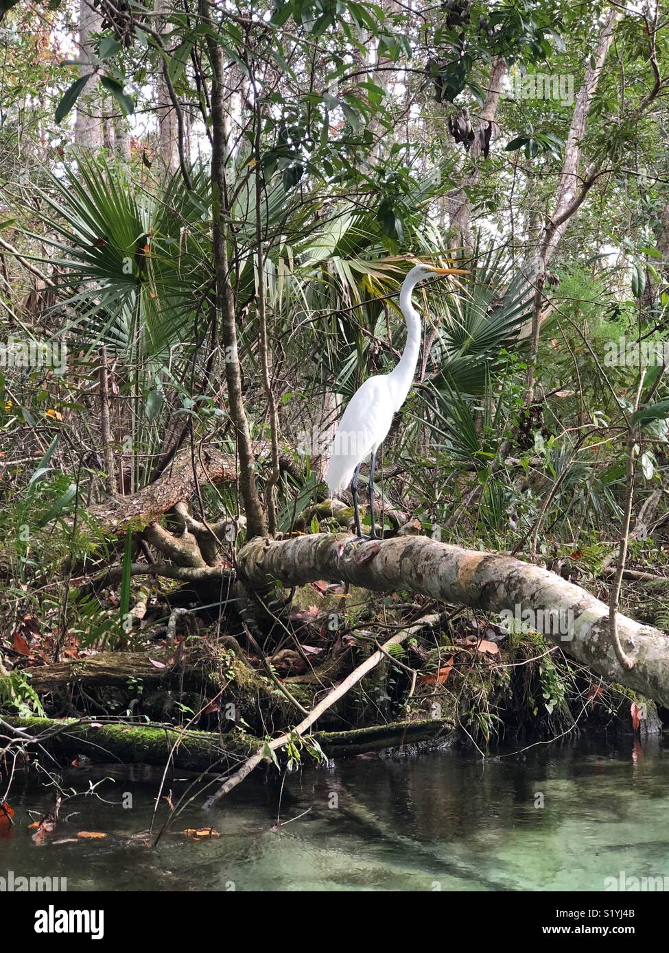 Bird on the Weeki Wachee Springs in Florida - Smartphone Captured Stock Image Bird on the Weeki Wachee Springs in Florida - Smartphone Captured Stock Image