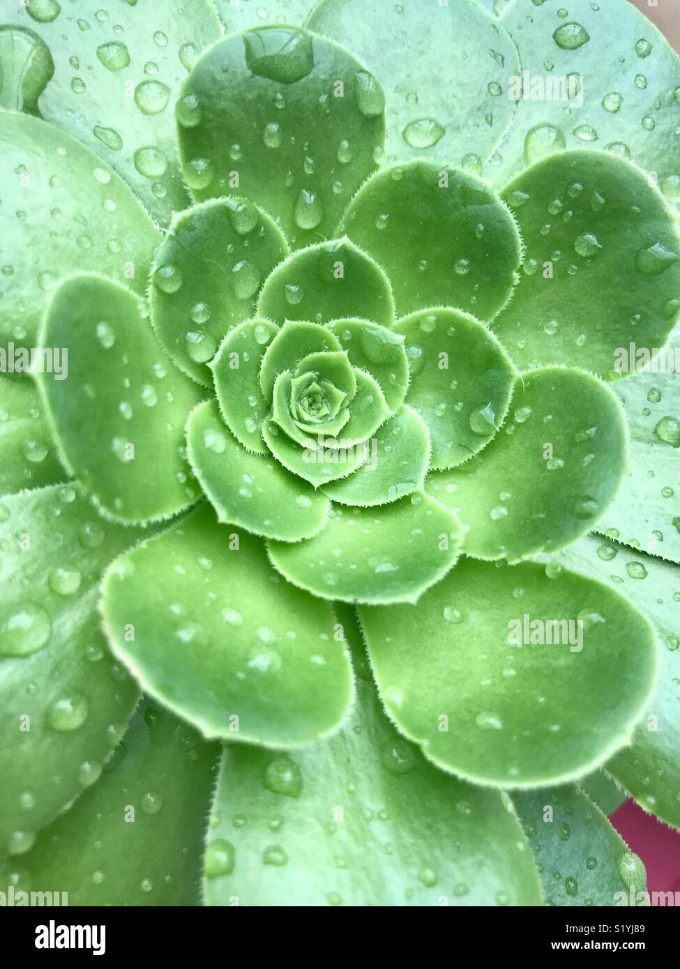 Succulent green flower fool of rain drops Stock Photo