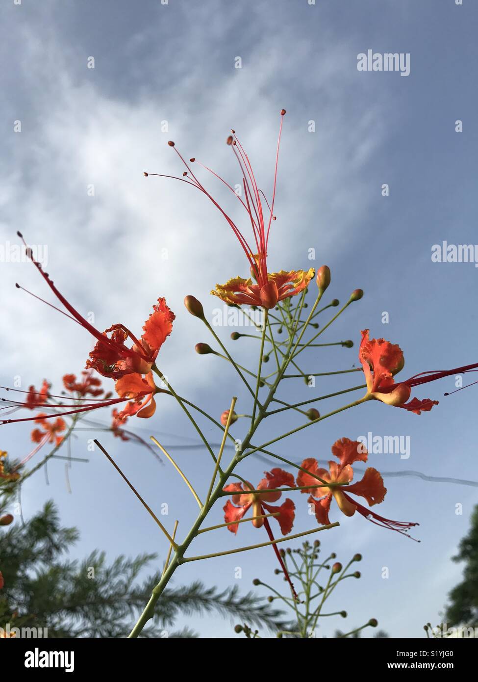 Bunch of Gulmohar flowers Stock Photo Alamy