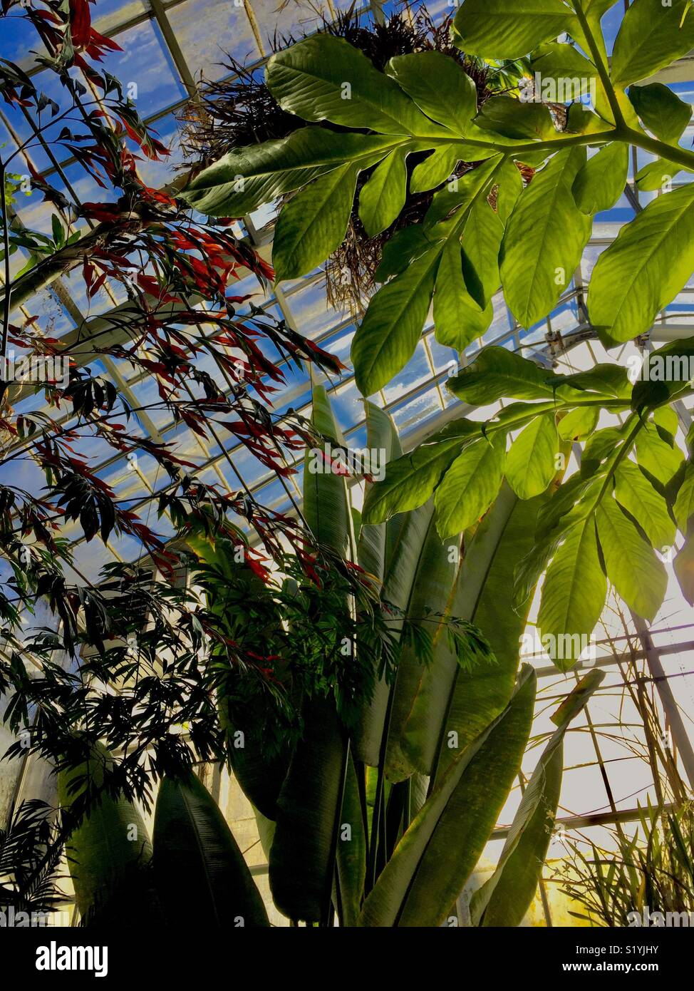 Tropical plants at the University of California Botanical Gardens. Stock Photo