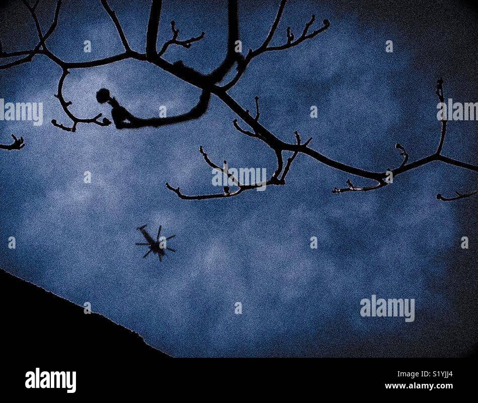 Military helicopter overhead with overcast sky, appearing as spider hanging from tree branch - Smartphone Captured Stock Image