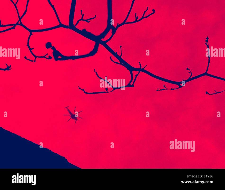 Red tinted photo of Little Stallion military helicopter overhead appearing as spider hanging from tree branch - Smartphone Captured Stock Image