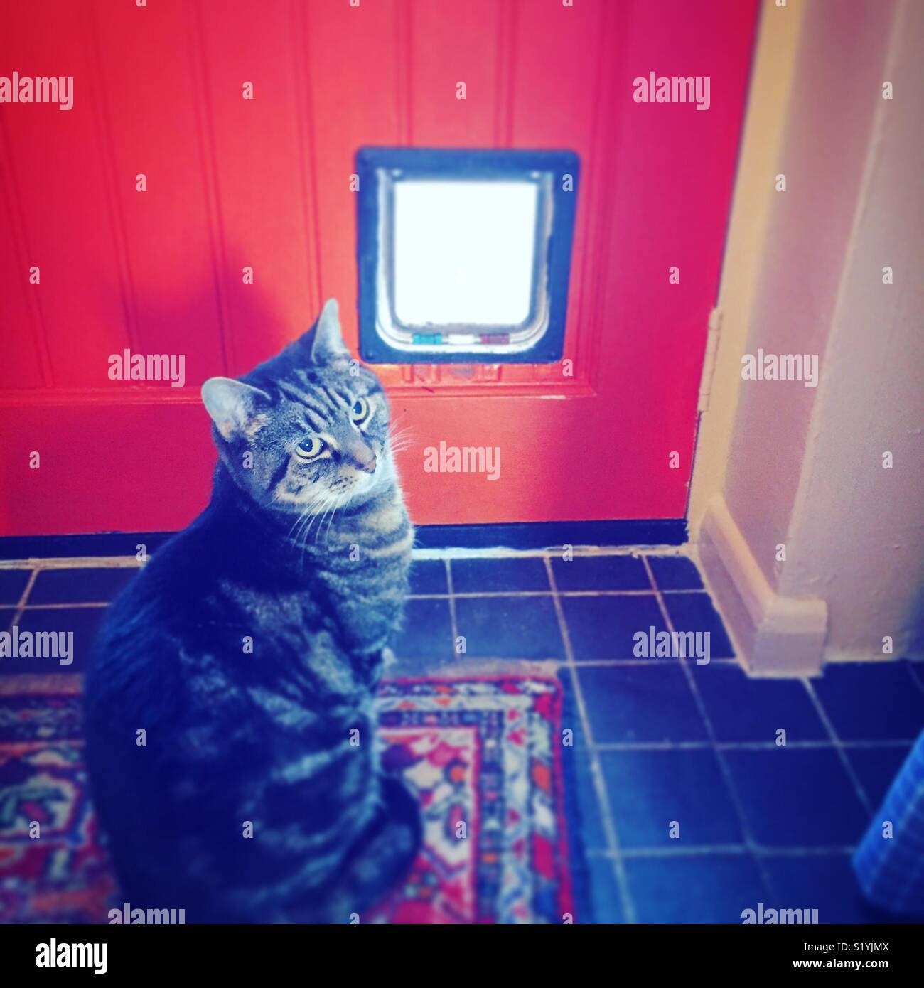 Cat flap look back Stock Photo