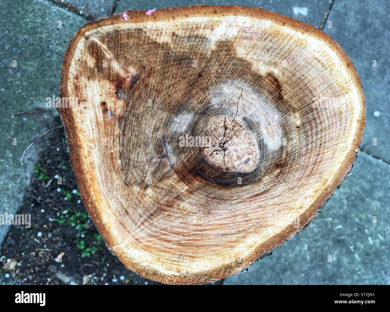 Tree stump - Smartphone Captured Stock Image