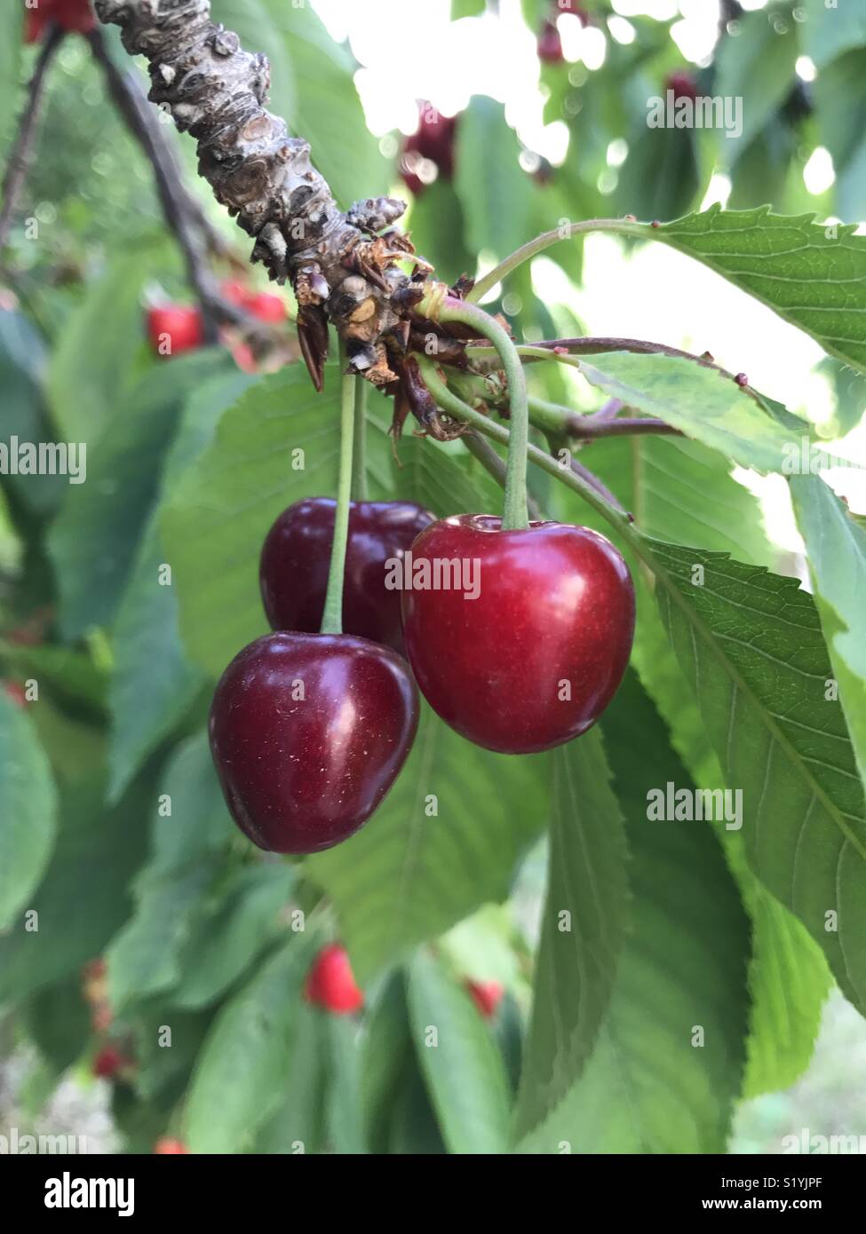 Cherry on a Tree Stock Photo