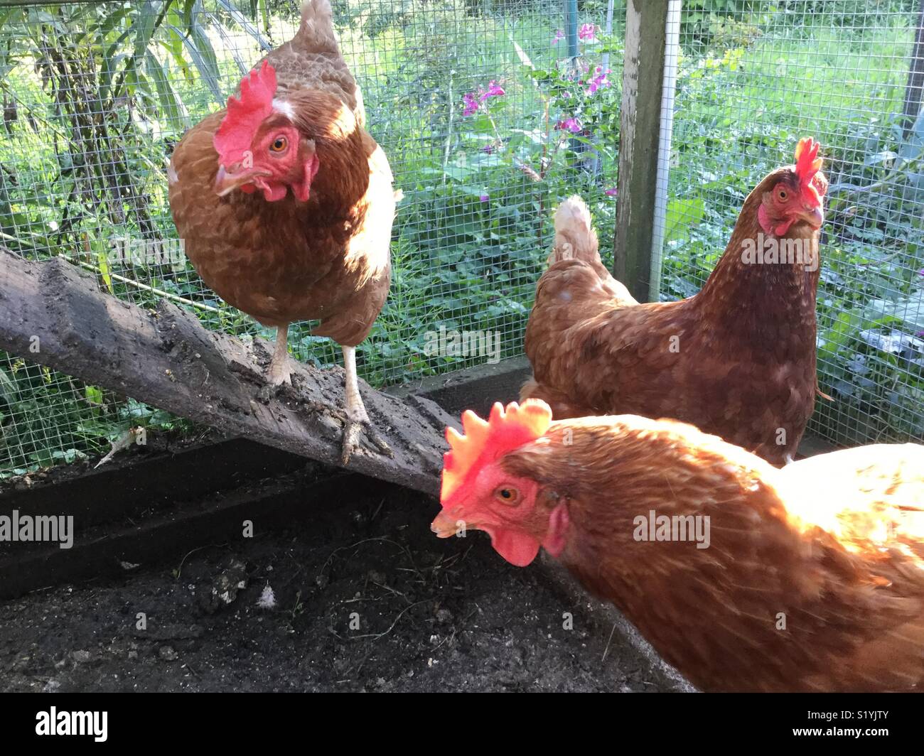 Coop for chickens hi-res stock photography and images - Alamy