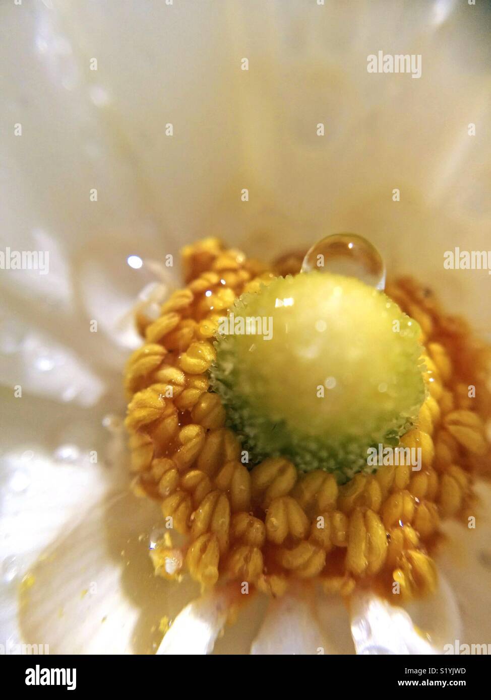 Macro of Anemona flower with droplets. Stock Photo